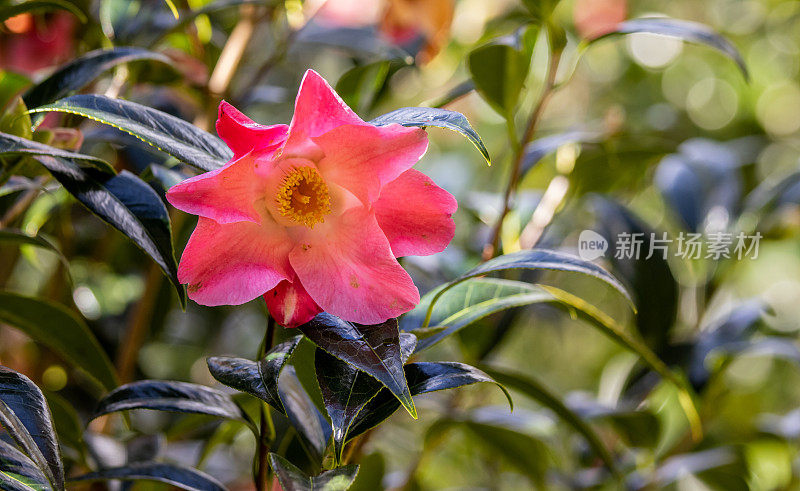 一个茶花，粉红色，绿色的背景和树枝，亚速尔群岛，Terra Nostra公园，圣米格尔岛。